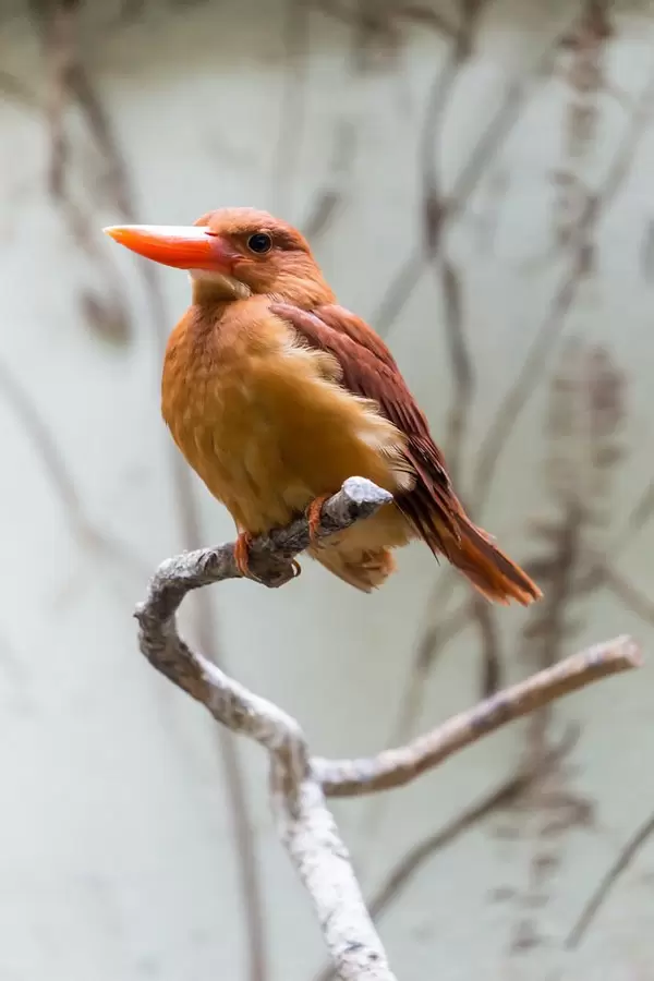 Ruddy Kingfisher / Eisvogel Feuerliest