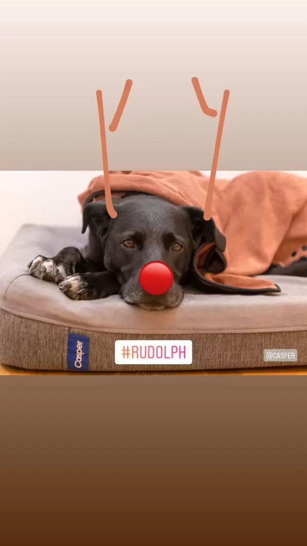 rudolph the red nosed dog reindeer