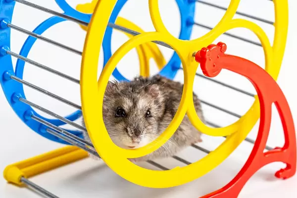 Running hamster in a wheel
