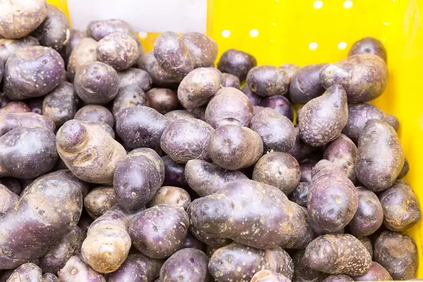 Russian blue - City Market, Chicago