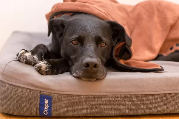 Sad looking black labrador laying on a dog pillow covered by a blanket