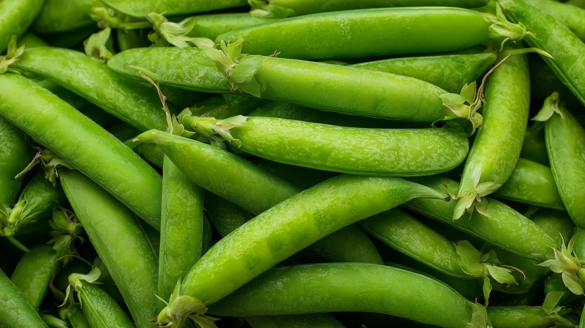 Saftige grüne Erbsen in voller Blüte