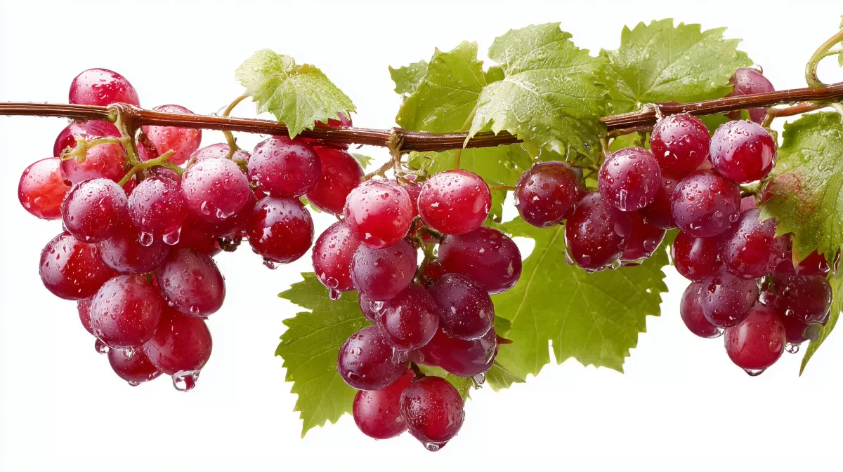 Saftige Weintrauben mit glänzenden Blättern