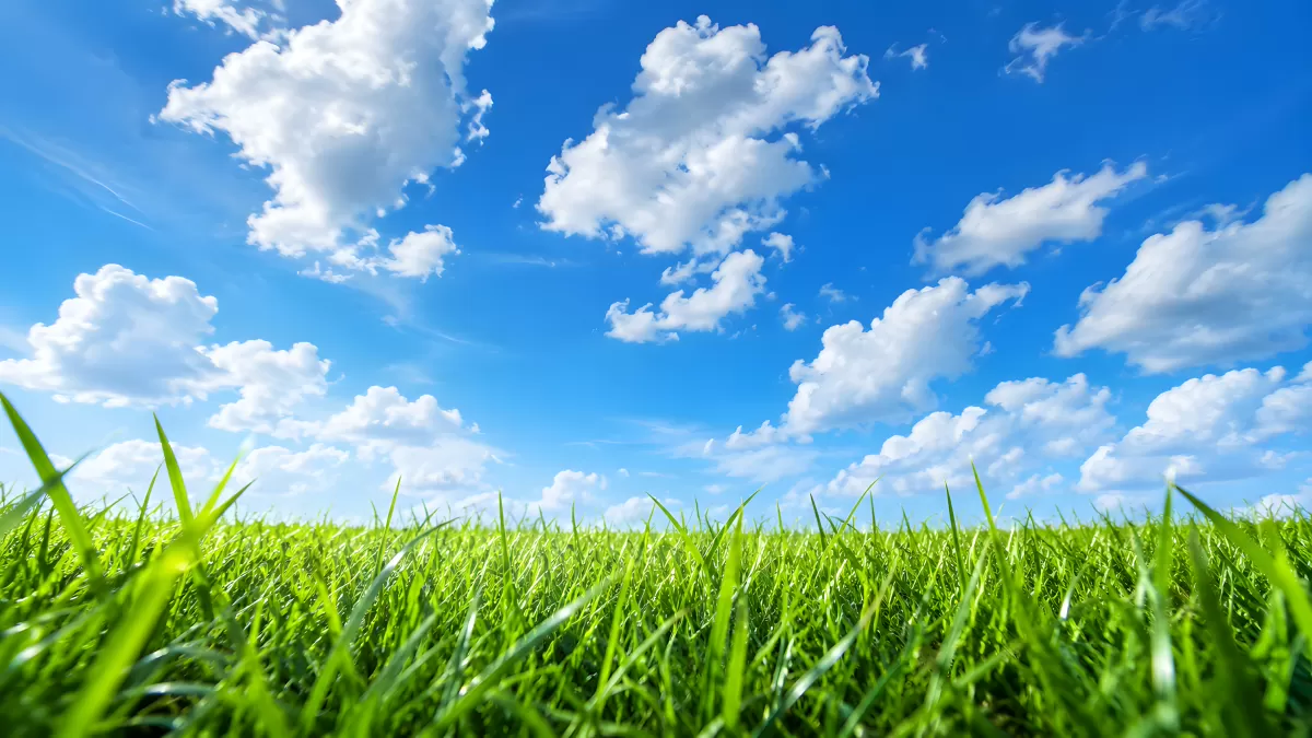 Saftige Wiese aus Froschperspektive unter blauem Himmel
