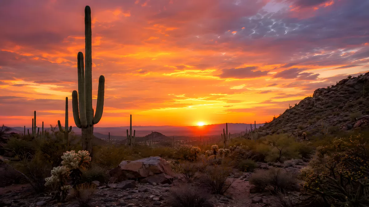Saguaro-Kakteen im Sonnenuntergang der Sonora-Wüste
