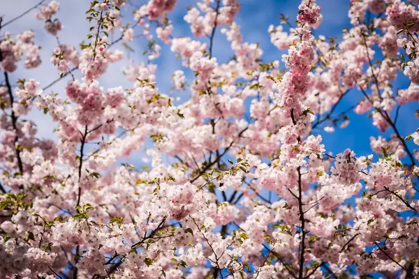 Sakura Blossoms Bloom Spring