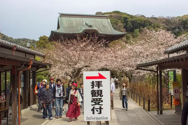 Sakura temple