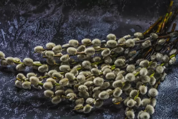 Salix caprea. (Flip 2019)