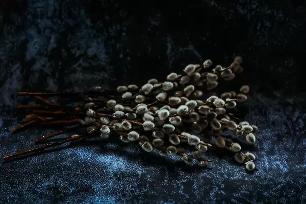 Salix caprea shrub.jpg