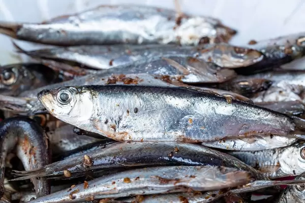 Salted fish marinated with spices and herbs