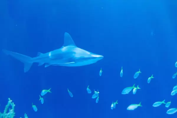 Sandbankhai (Carcharhinus plumbeus) im Shedd Aquarium