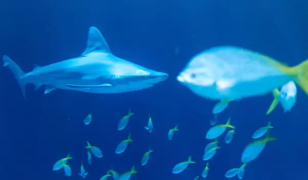 Sandbar shark (Carcharhinus plumbeus) at Shedd Aquarium