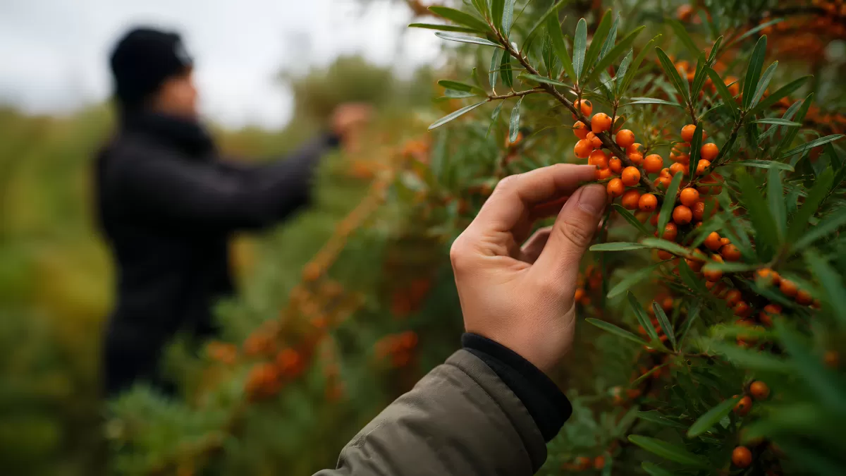Sanddorn-Ernte: Hand pflückt orangerote Beeren vom Strauch
