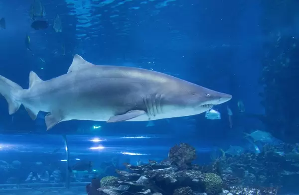 Sandtigerhai, auch grauer Sandhai oder Schnauzenhai genannt, im Tropicarium in Budapest