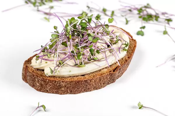 Sandwich with cream cheese and fresh microgreens