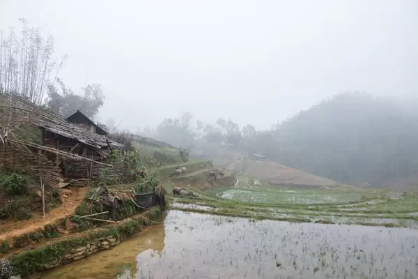 Sapa Rice fiel with Buffalo (Flip 2019)