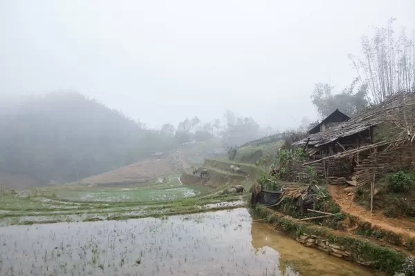Sapa Rice fiel with Buffalo