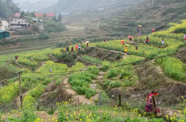 Sapa ricefield with womens in traditional clothes