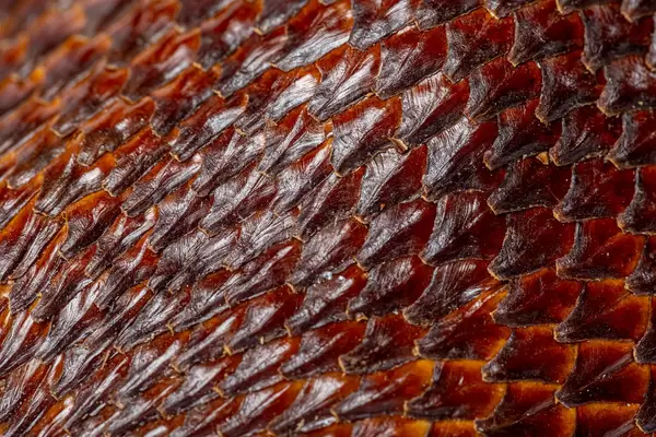 Scaly brown skinned snake fruits background, texture salak fruit close-up