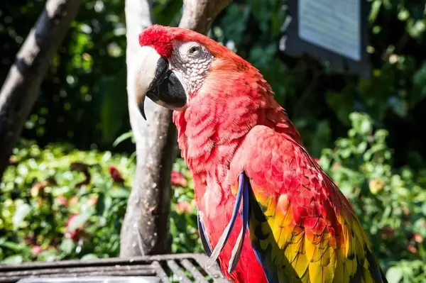 Scarlet macaw face