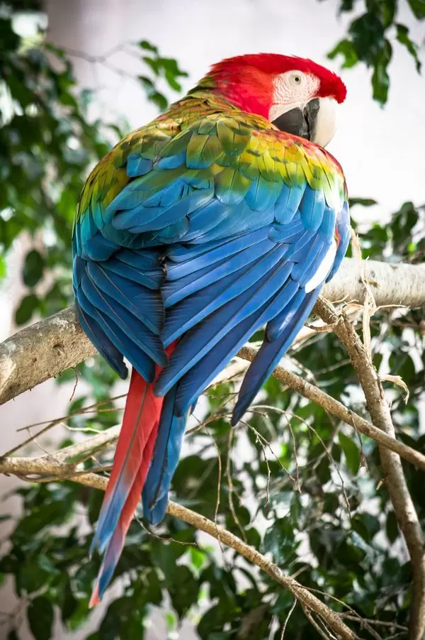 Scarlet macaw