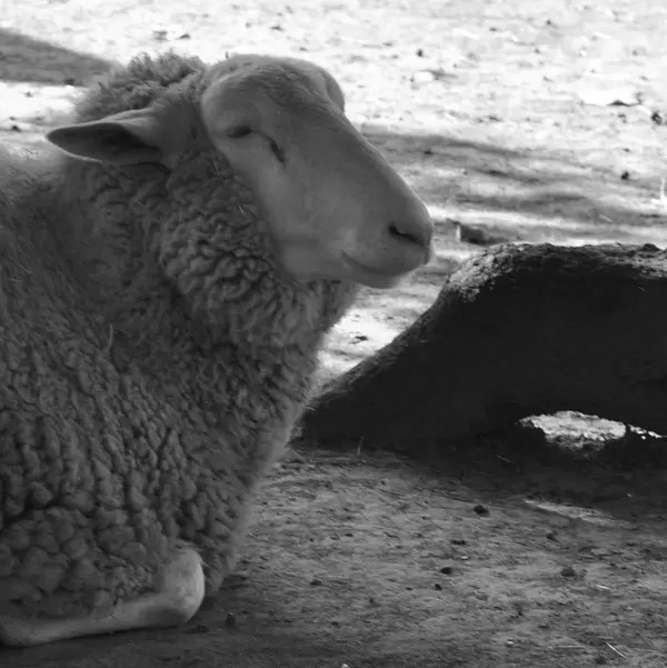 Schaf im Lindenthaler Tierpark