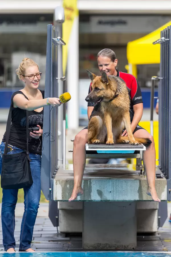 Schäferhund "gibt ein Interview"
