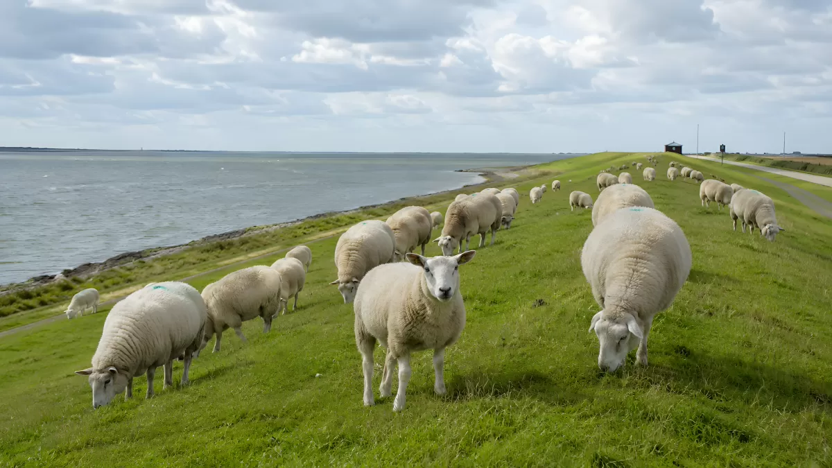 Schafherde grast auf einem Deich an der Nordseeküste