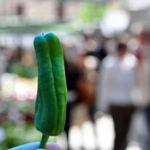 Scharfer, grüner Paprika auf Mallorca