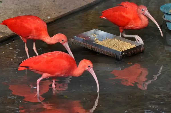 Scharlachsichler (Guará) im Vogelpark  Parque das Aves