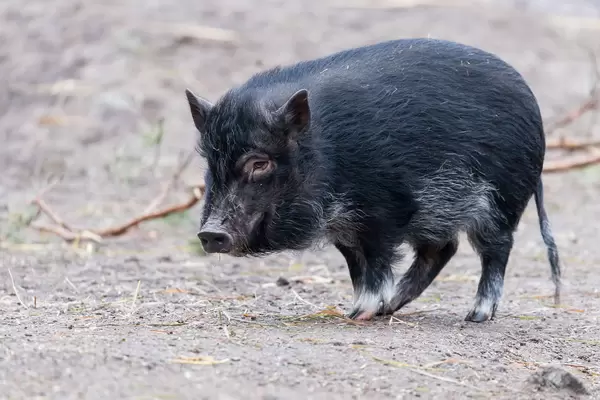 Scharzes Zwergschwein