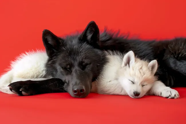 Schlafende Siberian Husky Welpen auf rotem Hintergrund