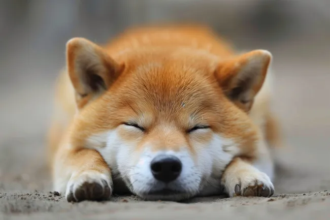 Schlafender Shiba Inu Hund