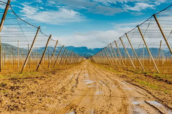 Schlammiger Weg zwischen den Feldern