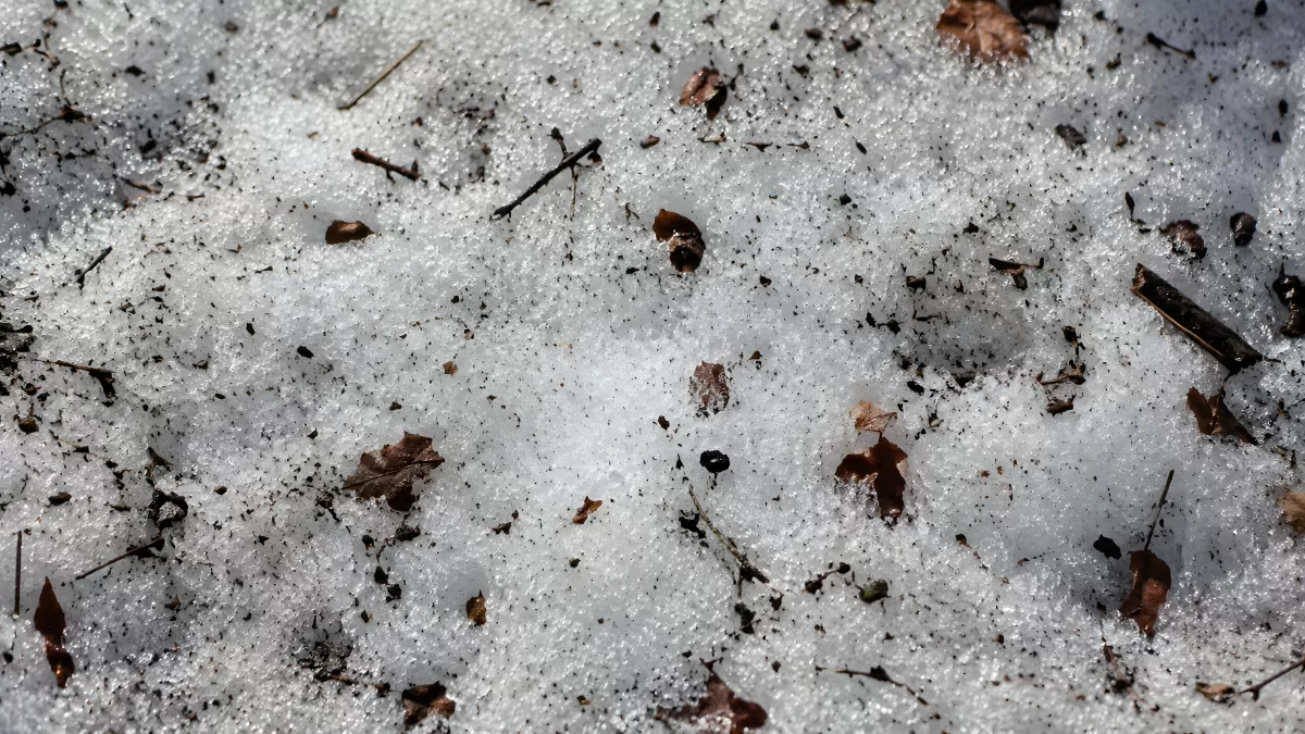 Schmelzender Schnee mit Laub und Ästen im Wald