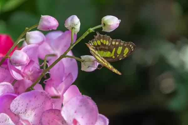 Schmetterling auf einer Orchidee im Schmetterlinghaus in Wien