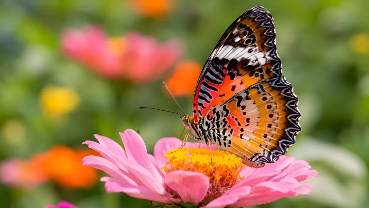 Schmetterling auf rosa Zinnie im Blumengarten