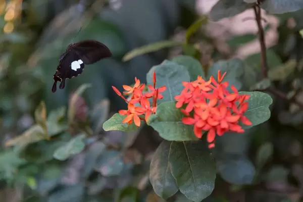 Schmetterling gerade im Begriff auf einer roten Blume zu landen