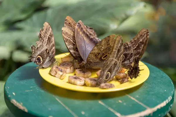 Schmetterlinge im Schmetterlinghaus in Wien vertilgen eine Banane