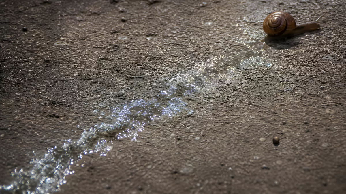 Schnecke auf nasser Betonoberfläche mit Schleimpur