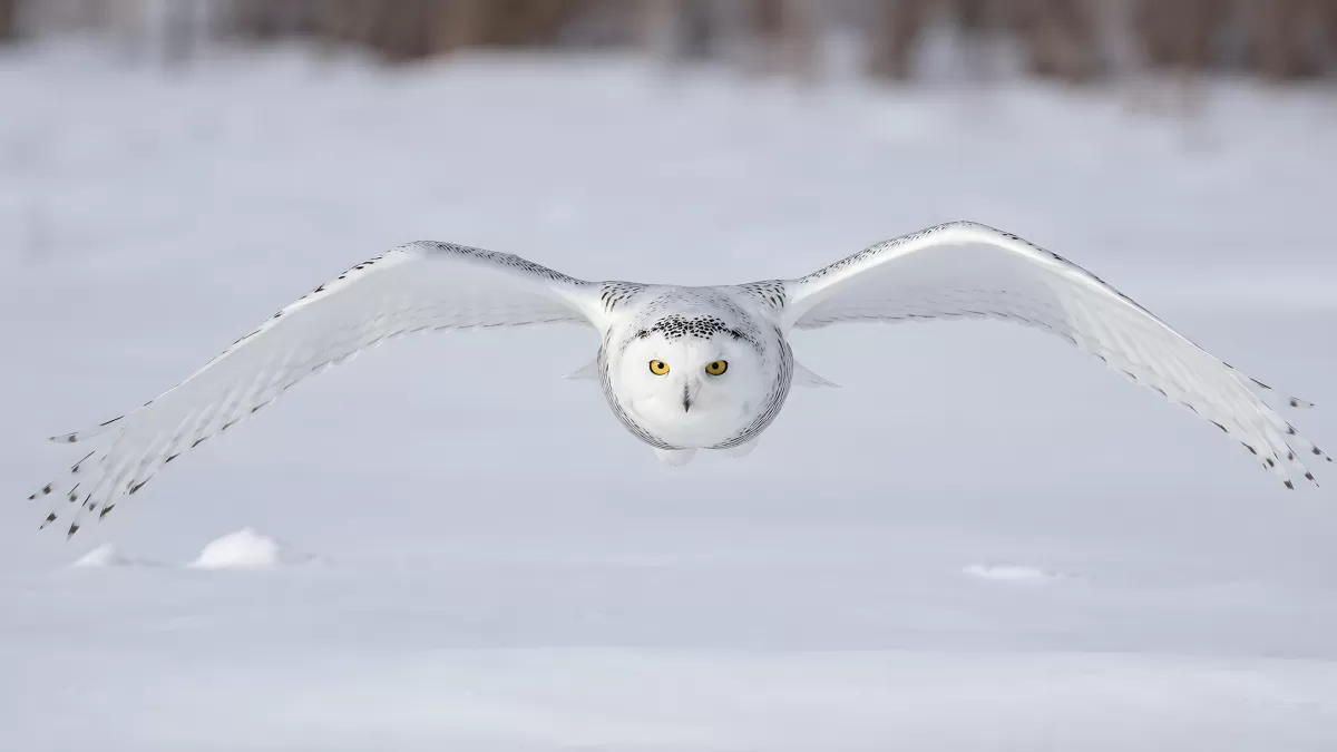 Schnee-Eule im Flug über verschneite Winterlandschaft