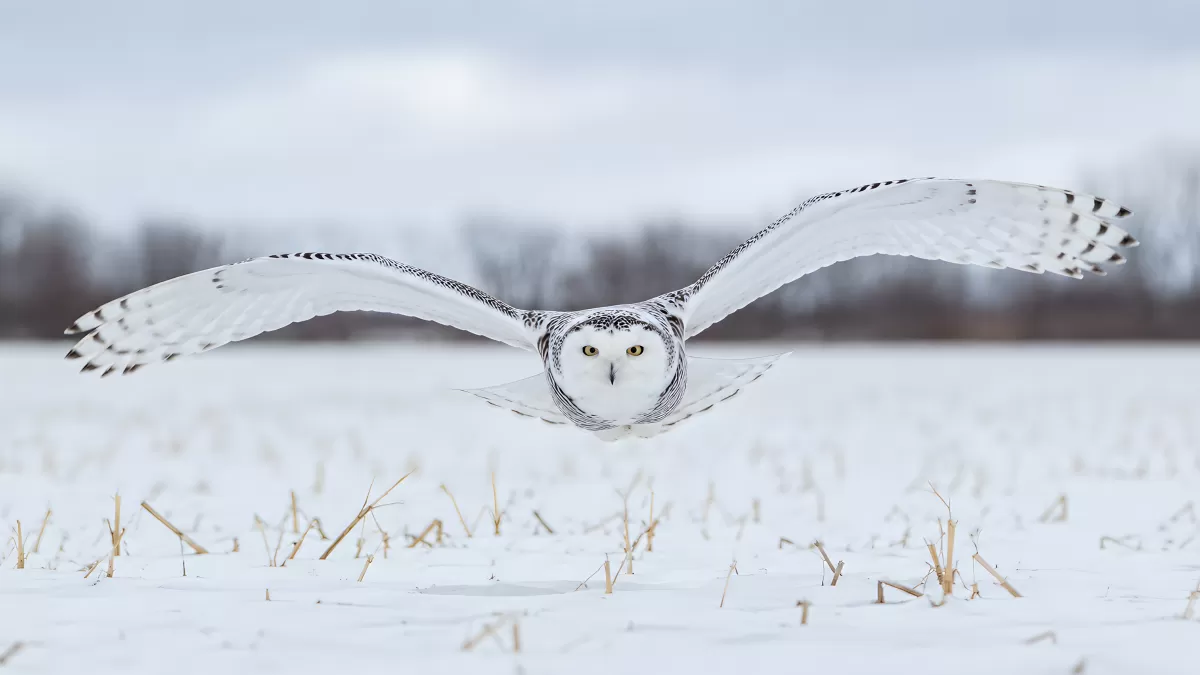 Schnee-Eule im Flug über verschneites Winterfeld