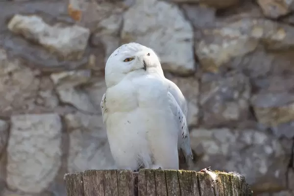 Schneeeule im Moskauer Zoo