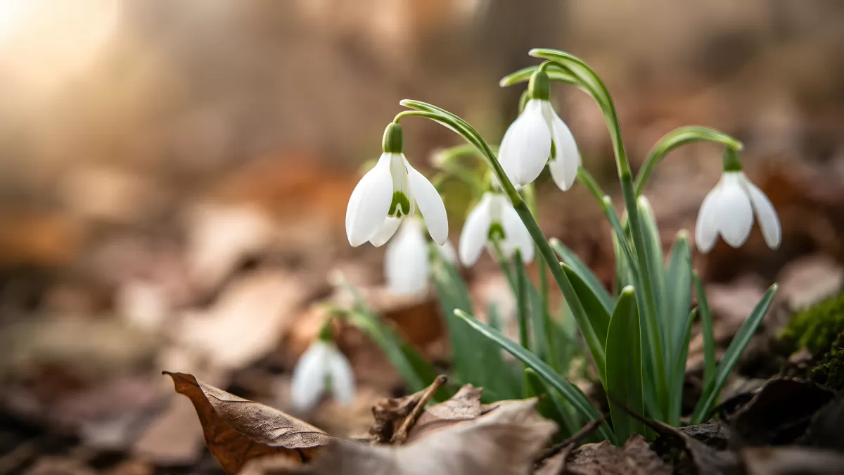 Schneeglöckchen blühen zwischen Herbstlaub im Wald