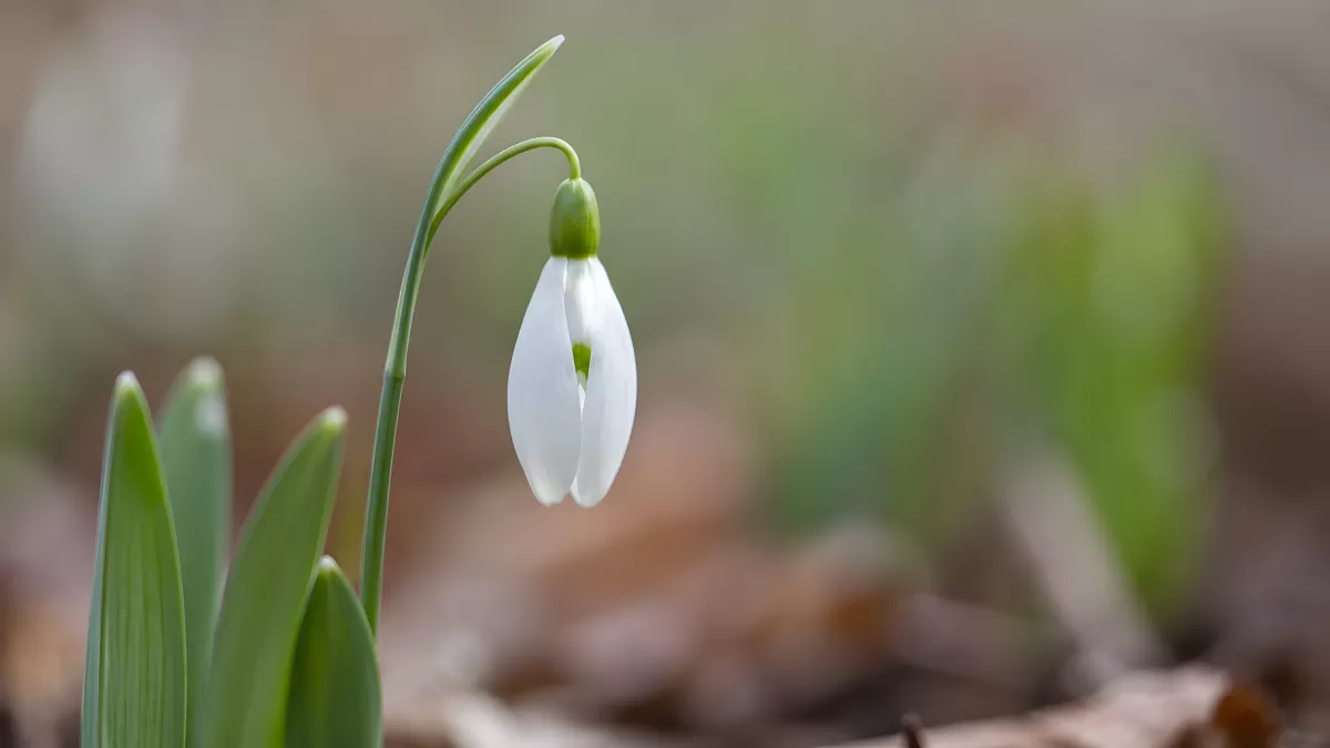Schneeglöckchen blüht zart im frühen Frühling