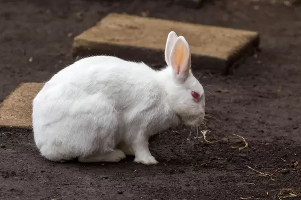 Schneehase / Snow Rabbit (zool: Mountain Hare)