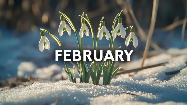 Schneeklöckchen im Winter - Frühlingssymbol auf Schnee