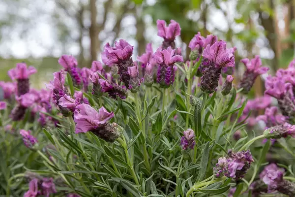 Schopf-Lavendel (Lavandula stoechas)