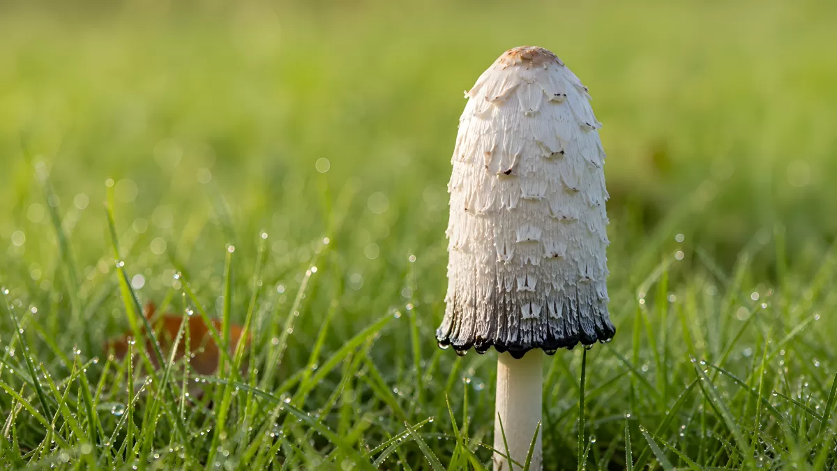 Schopftintling im taubedeckten Gras am Morgen