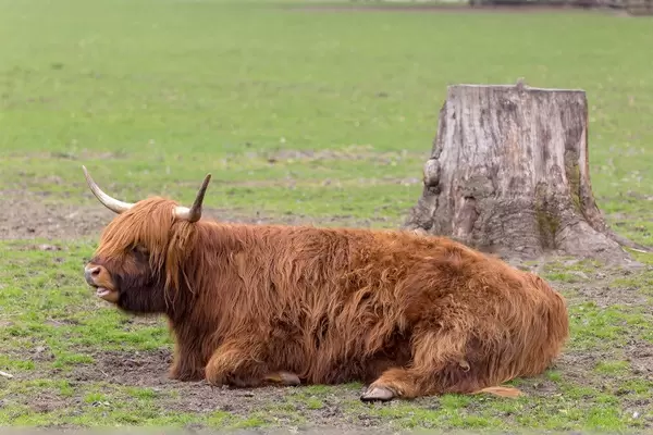 Schottische Hochlandrind im Lindenthaler Tierpark